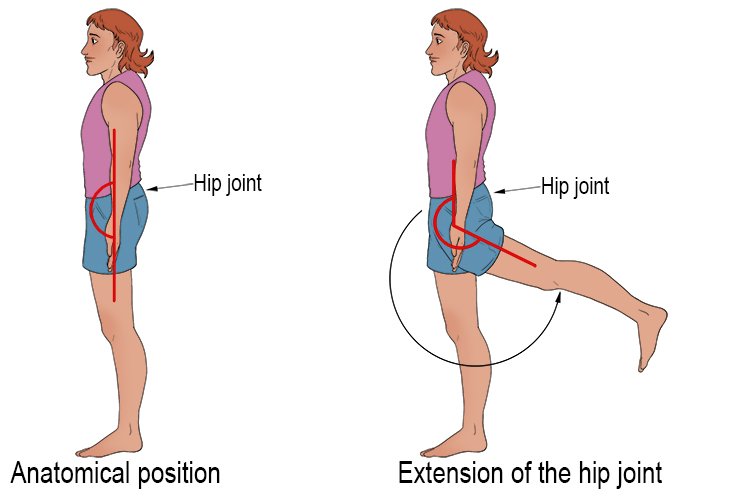Hip extension occurs when you lift your leg behind you. Extension occurs because there is an increase in angle between the leg and middle of the body.